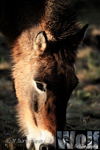 Mongolian Wild Horse 002 copyright Villayat Sunkmanitu.jpg